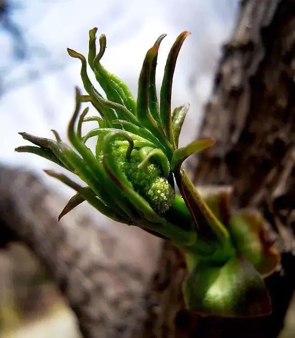 造型极美的盆景一起来欣赏,一组风吹出来的盆景欣赏动感十足