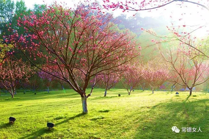 桃花源又见桃花开,盛景等君来,你若不来、花为谁开?