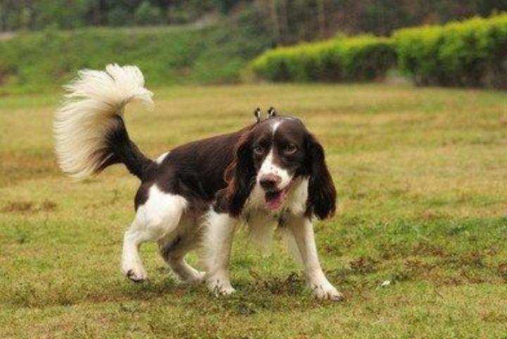 母狗为什么容易双排牙,母狗为啥也会到处流尿