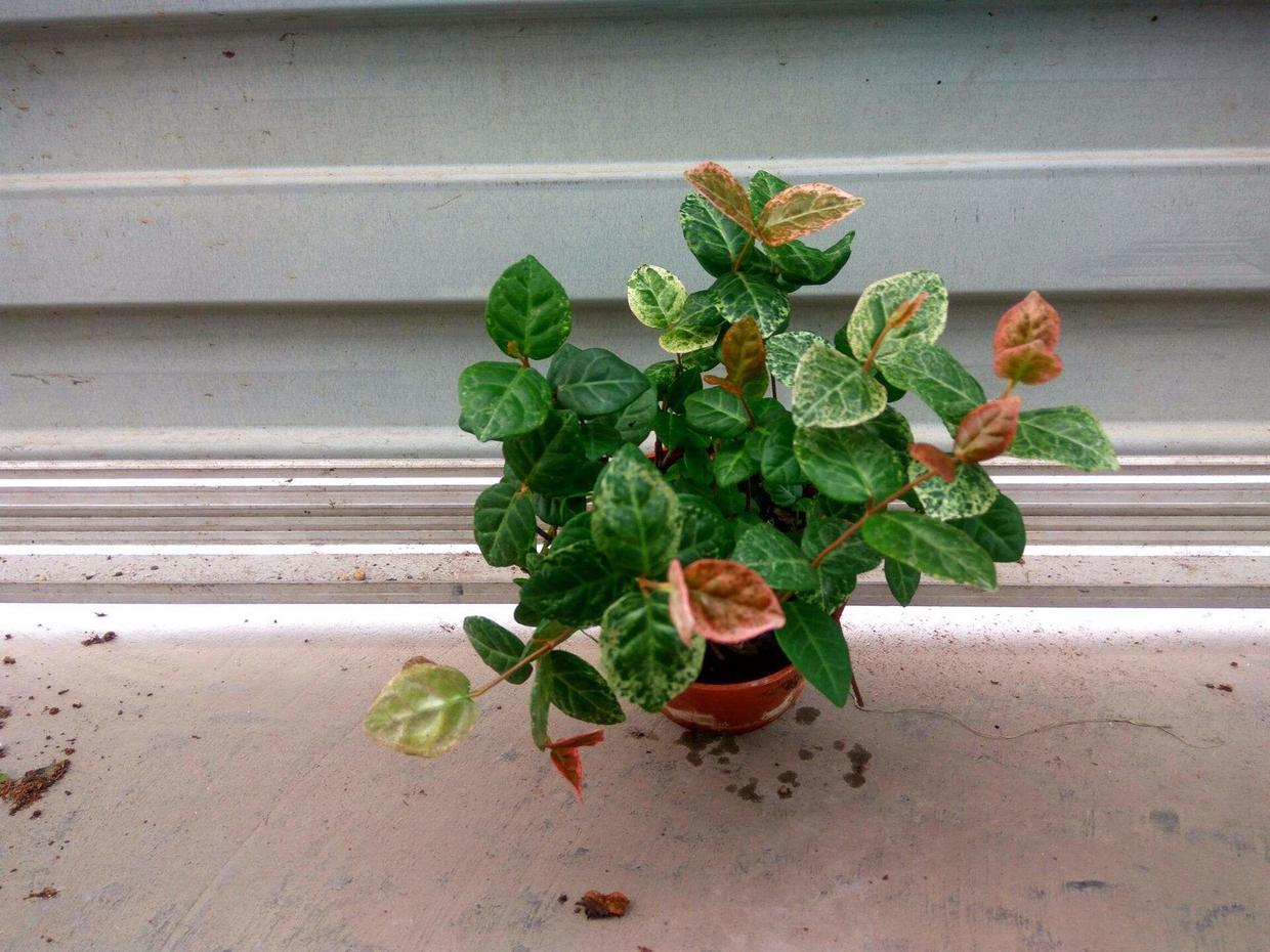 盆植的花叶络石要如何浇水,枝叶生长郁郁葱葱的秘密