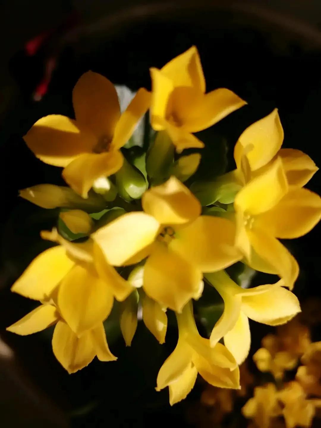 长寿花单瓣品种大全,长寿花100种颜色图片