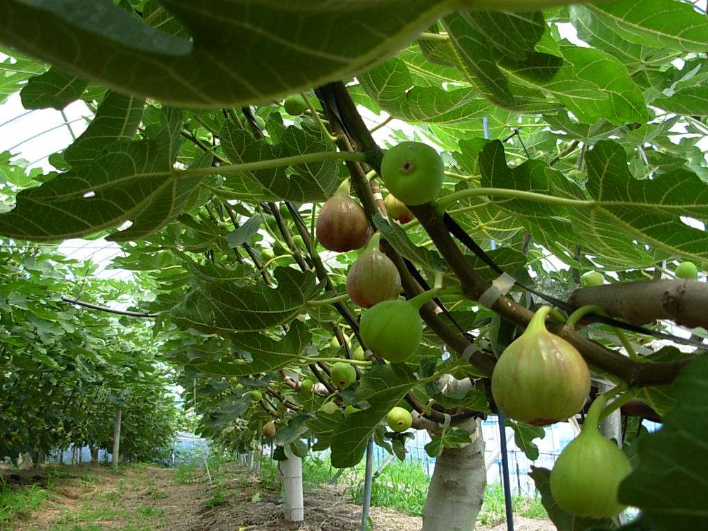 无花果栽培的方法,无花果栽培方法与注意事项