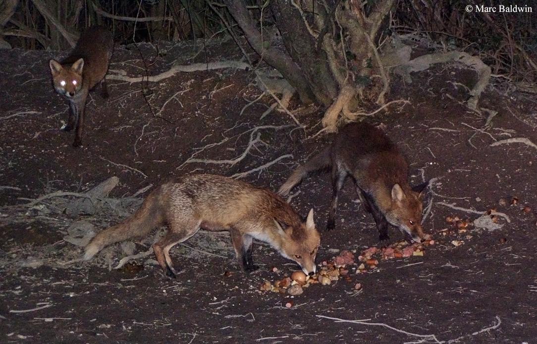 说好了一起捕猎，有的食肉动物却做了清道夫