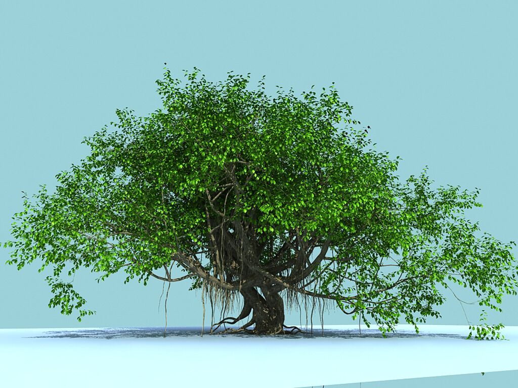 盆景榕树冬天冻了怎么处理,榕树被冻伤了叶子发黑怎么办