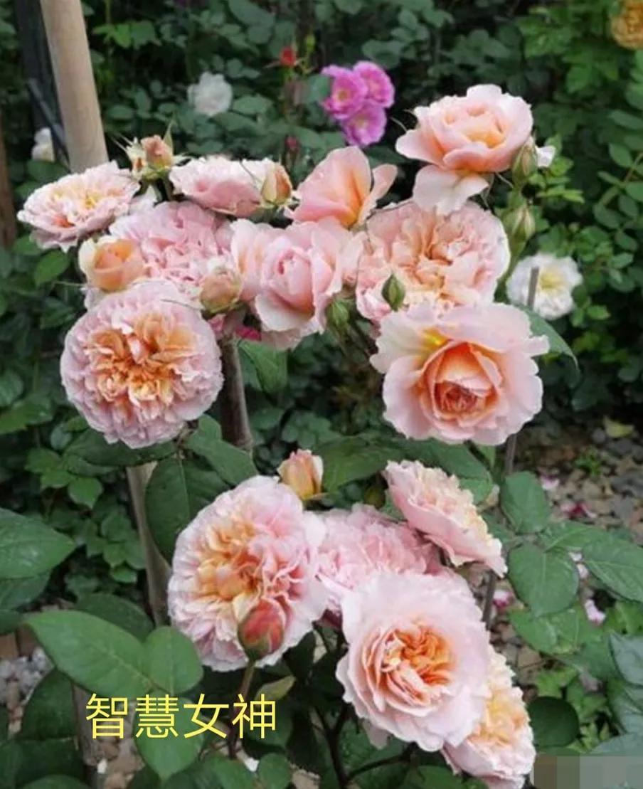 切花火焰月季的优缺点,常见切花月季一览