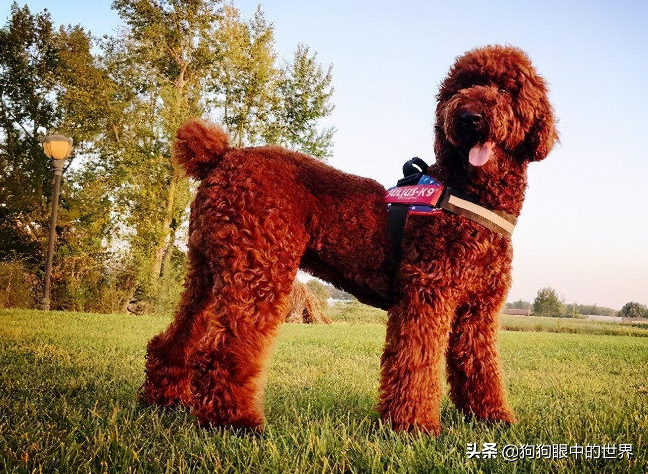 巨型贵宾犬到底有多聪明,巨型贵宾犬聪明吗