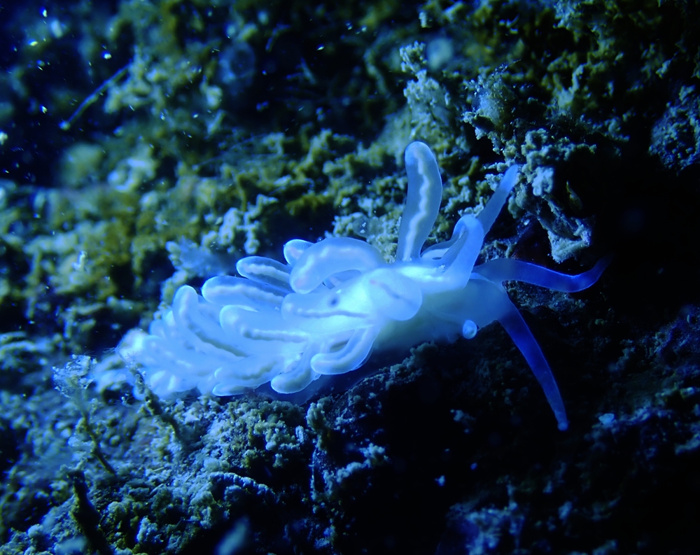 珠海海兔,它们在万山岛活得不错,明年再探望它们