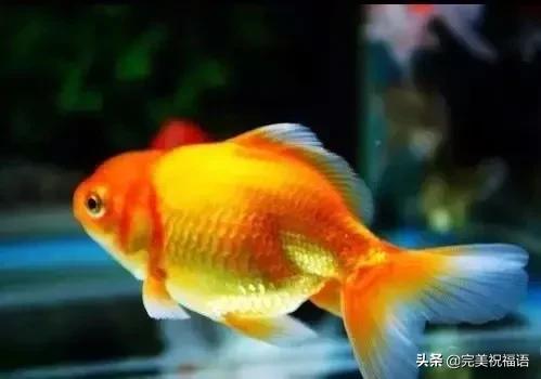 祝大家新年快乐年年有锦鲤,祝大家新年大吉年年有鱼