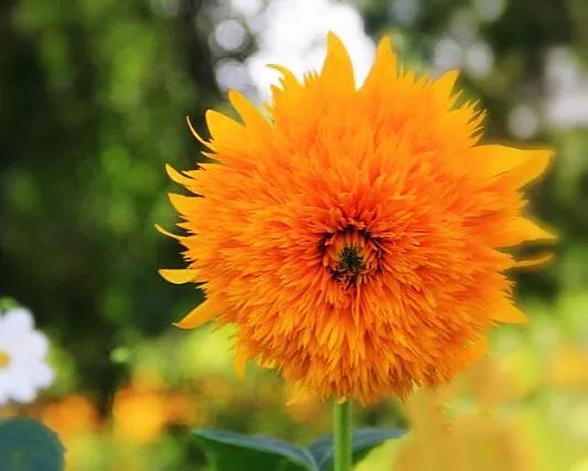 向日葵种子什么品种最好,向日葵哪种是可食用品种