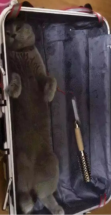 举报偷渡入境人员,偷渡入境的猫