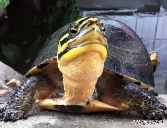 新手养水龟最好养什么龟,新手养半水龟哪个品种好