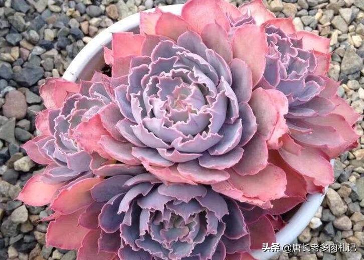 包菜类的多肉哪个品种比较耐热,佛罗伦萨和晚霞之舞多肉