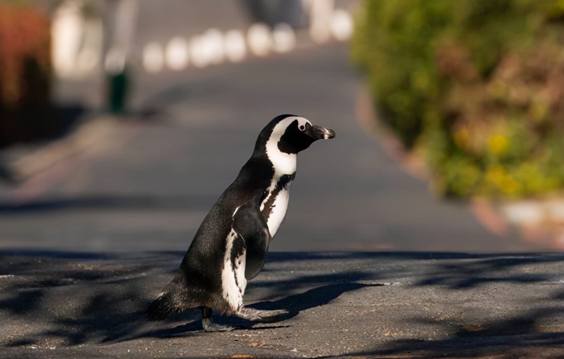 非洲也有企鹅？专家称非洲企鹅叫声像驴，将在14年后功能性灭绝
