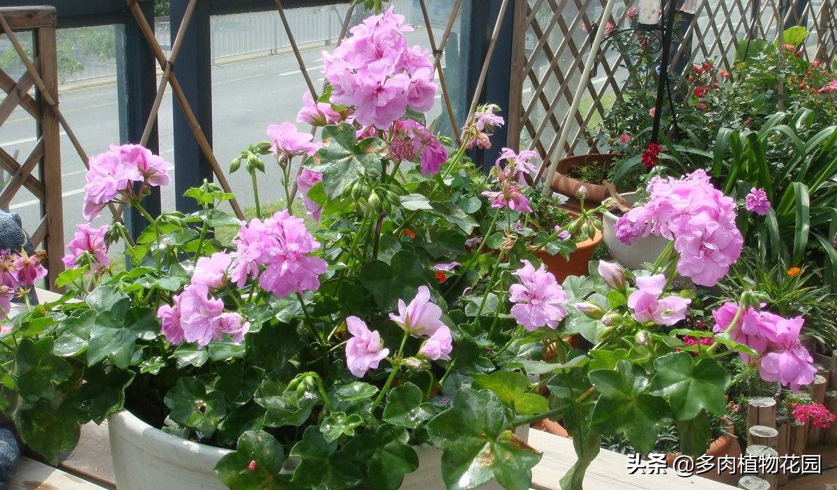 天竺葵不发根怎么办,天竺葵徒长不开花剪枝可促开花