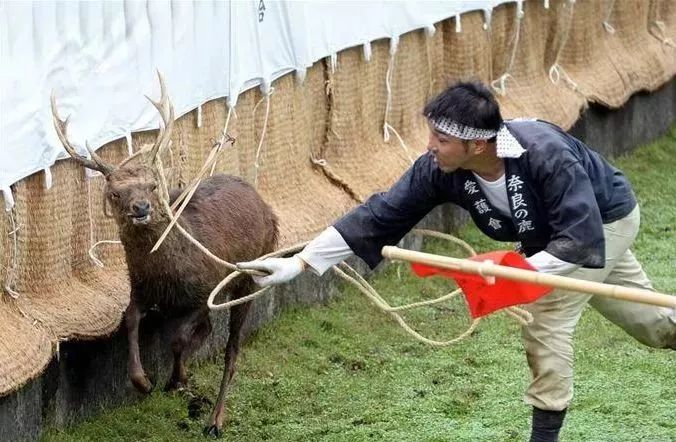 为了一群鹿而去一座城!日本奈良如何从“穷乡下”逆袭...