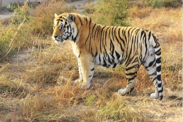 世界上最危险的狗与鬣狗,森蚺和鬣狗哪个厉害