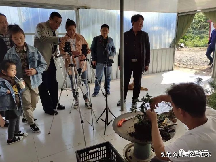 盆景产业的前景,我的盆景创业之路