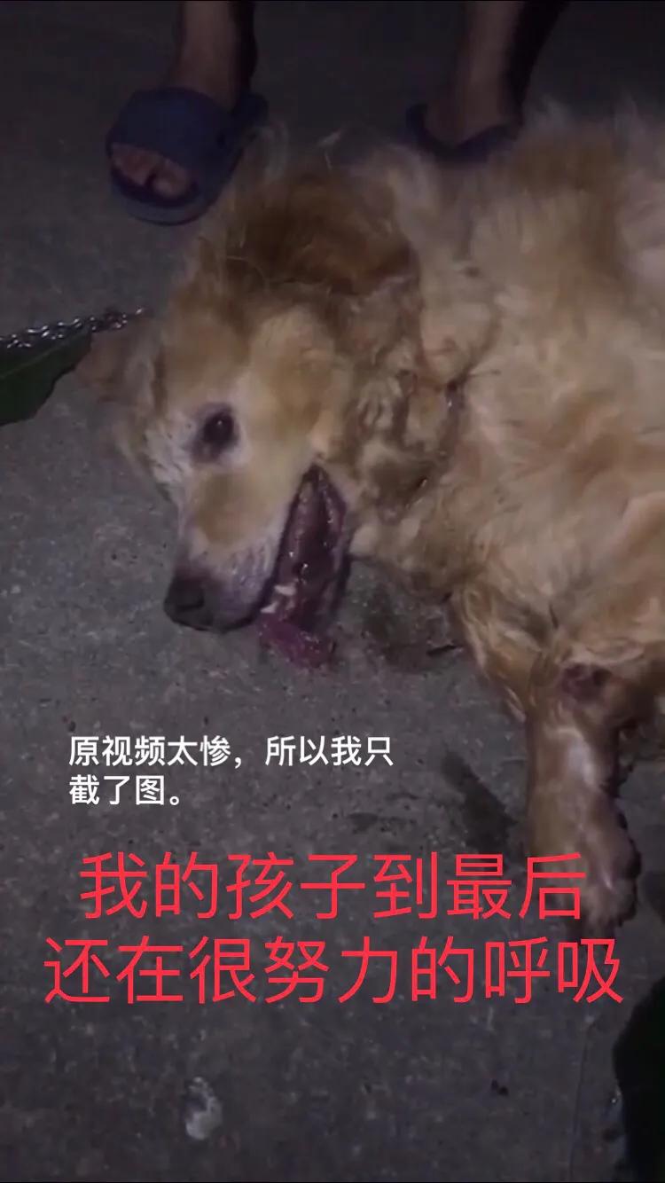 金毛siri被无良商家托运真实视频,金毛被主人丢弃了真是太可怜了