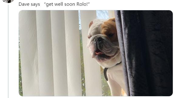 狗狗的尾巴下垂是不开心吗,狗狗尾巴尖下垂