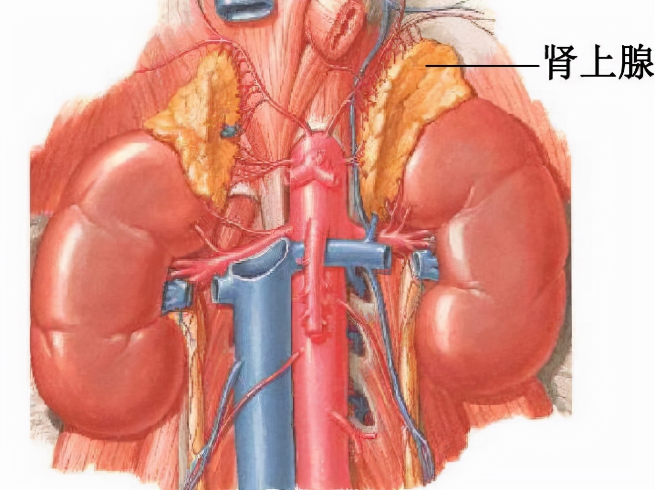 嗜铬细胞瘤泌尿外科,泌尿外科恶性肿瘤