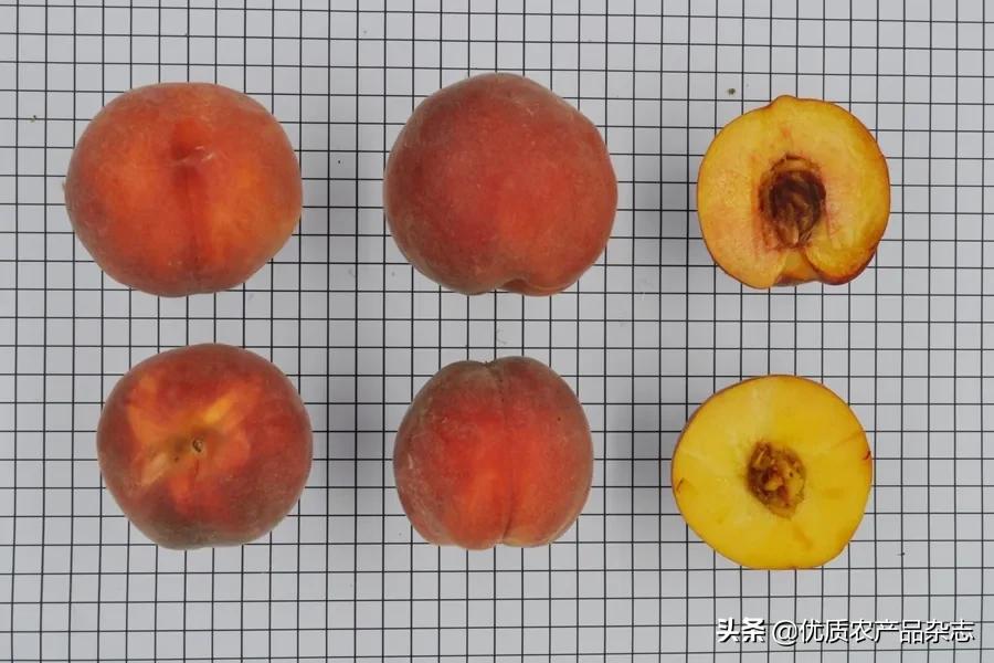 鲜食黄桃产地哪里的最好,什么种类的黄桃最好吃又甜