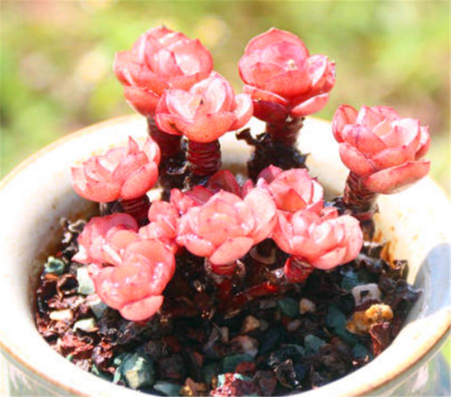 多肉秀妍怎么叶插繁殖,单头秀妍老桩徒长怎么办