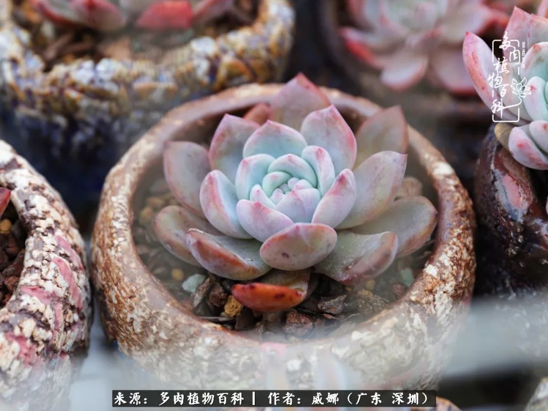 笼子里的多肉,露养的多肉和室内的多肉区别