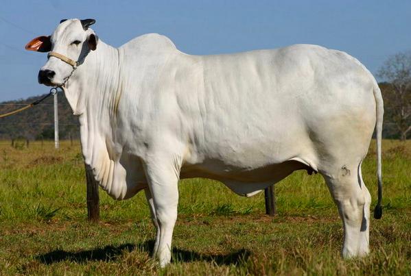 印度牛尿饮料，最贵80元一瓶卖到脱销，曾经想要出口给中国