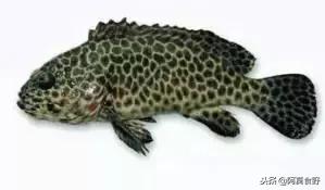 便宜常见海鲜鱼有哪些,各种名贵鱼的种类