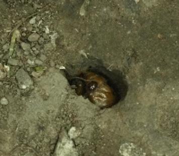 没想到日本国宝级画家，竟过着这样的生活！