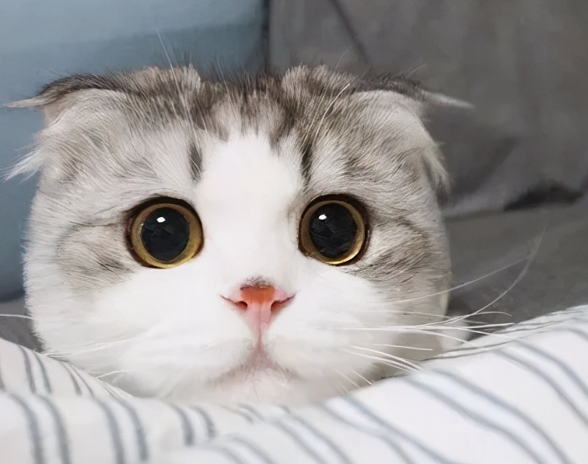 共享猫咪,共享猫咪有哪些项目