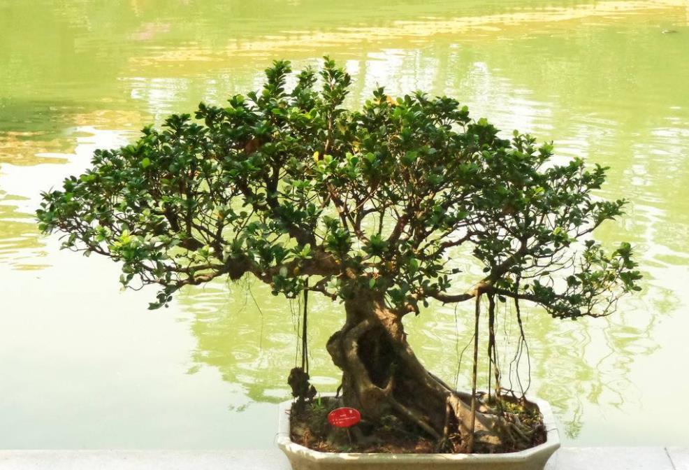 楼房客厅适合养的盆景,书房最好看的盆景