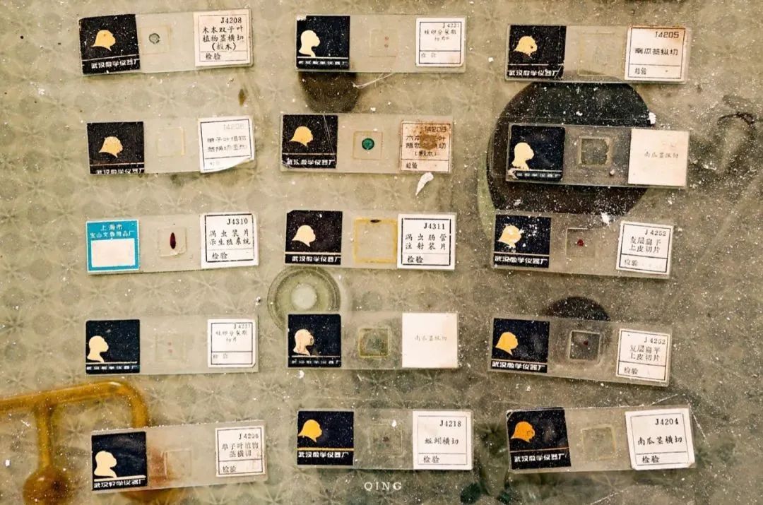 东北大妞拍废墟,东北大妞年轻照片