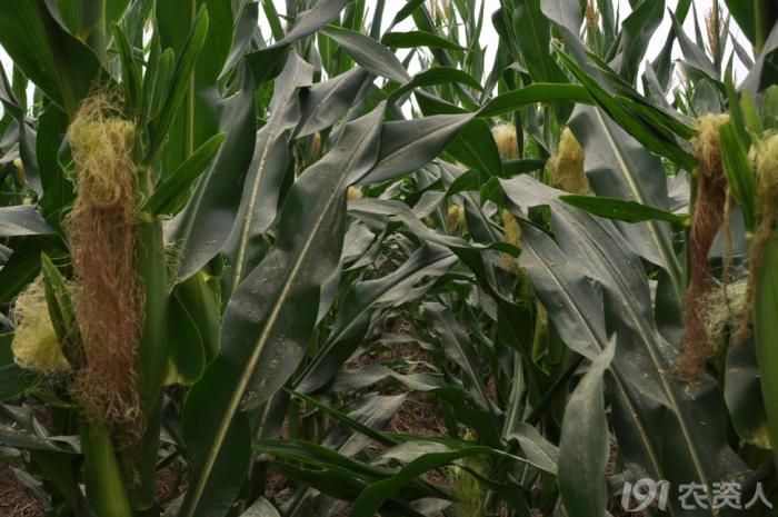 玉米花生种植高产技术,玉米高产高效种植技术