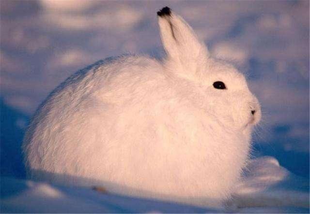 北极有一只兔子,北极有兔子