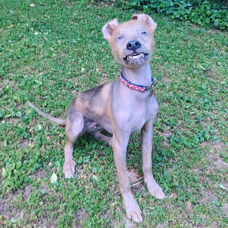 狗狗像白眼狼,什么狗狗很温顺但看起来很像狼