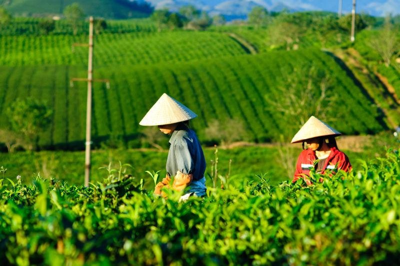 微信卖茶套路,微信卖茶小妹的套路有多深