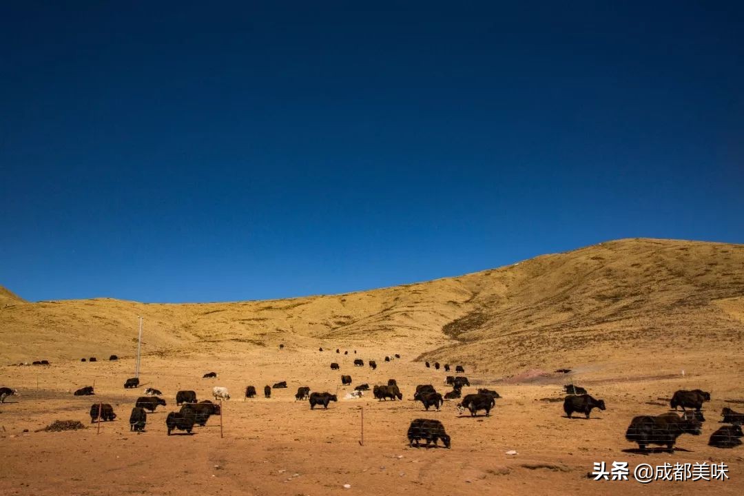在城市中遇见深山野湖的美味，这家餐厅要将原生态进行到底
