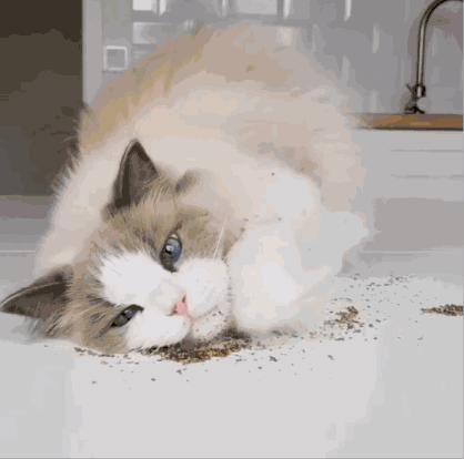 猫咪为什么吸了猫薄荷会那样,猫咪吸了猫薄荷后场面一度失控了