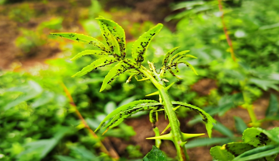 「技术」9-10月青花椒田间管理:连续降雨,警惕病虫害滋生