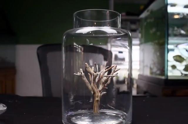 莫斯树到底好不好,莫斯树是什么