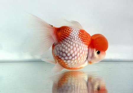 各种金鱼的特点都是什么,品种繁多的金鱼是由什么决定的