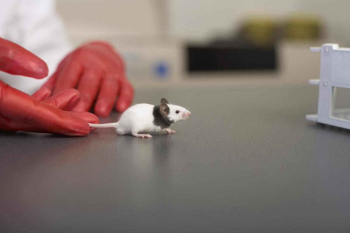 氯喹治疗冠状病毒,羟氯喹治疗新型冠状病毒