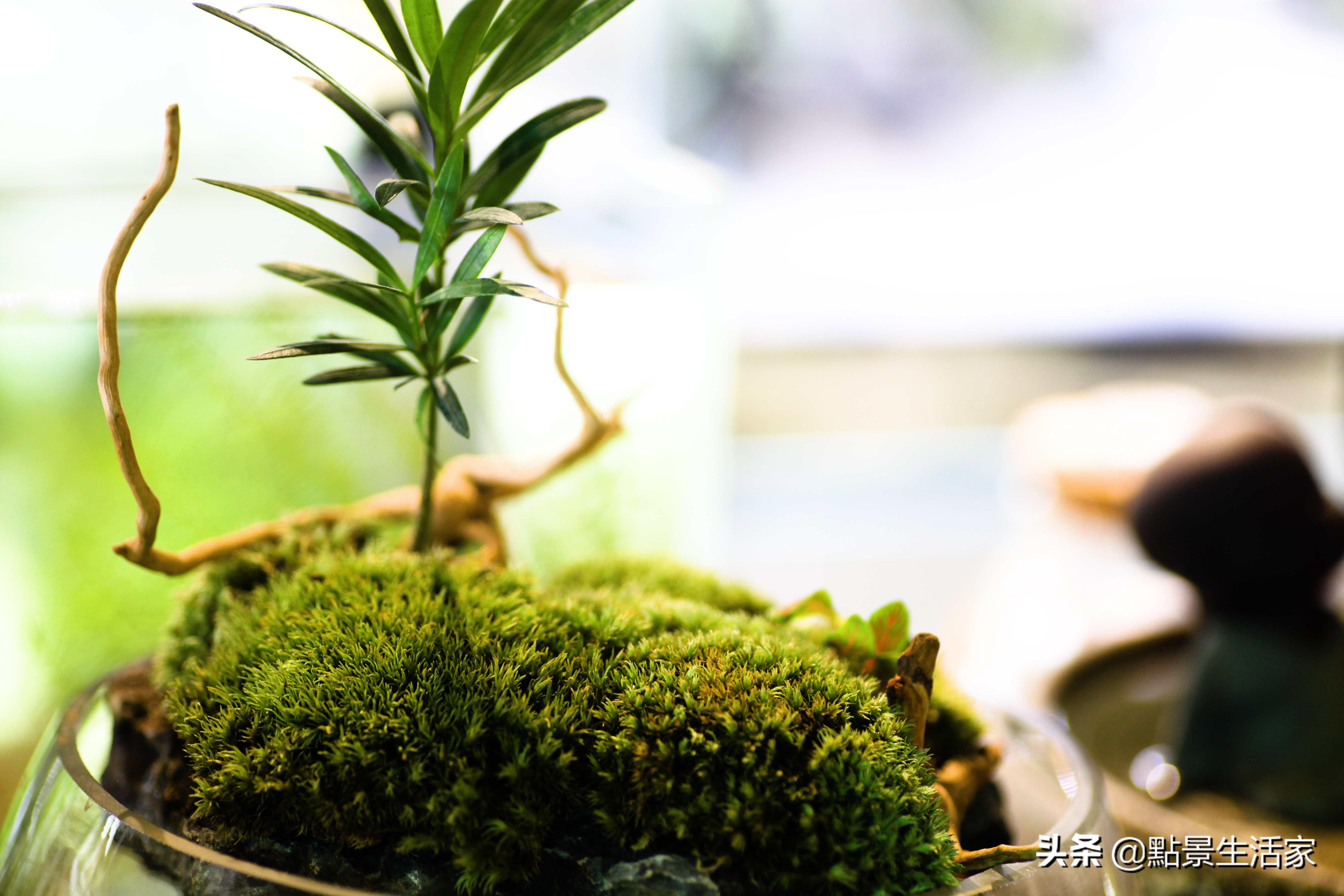 火山石和水草用不用高锰酸钾消毒,84消毒液可以给水草消毒除藻吗