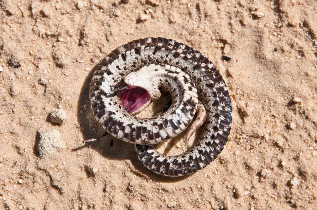 各种小动物是怎样装死的,动物装死是什么