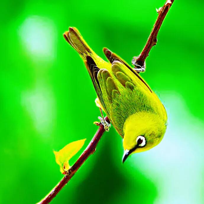 绣眼鸟叫声,绣眼鸟的视频欣赏