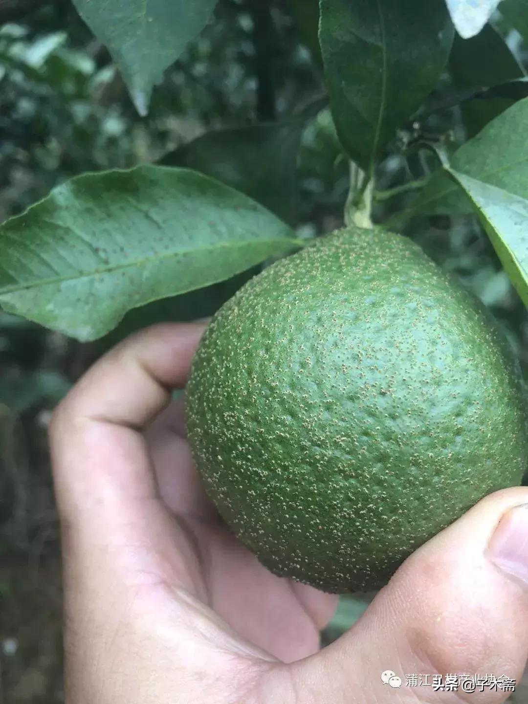 树脂病防治最佳时间,树脂病有特效药吗