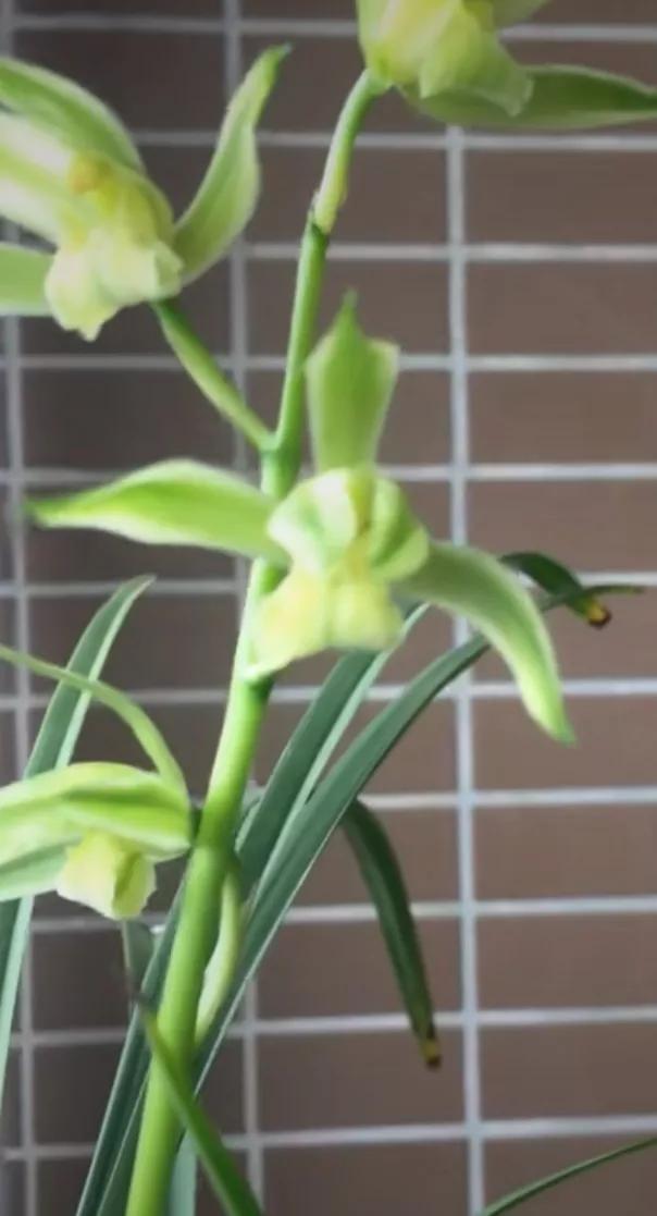 *博兰**会上，一盆兰花以30万元价格现场成交，大佬：买主好眼力