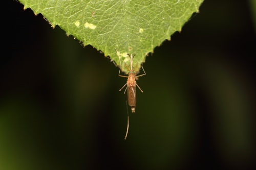 蚊子总是叮我一个人是怎么回事,蚊子总是咬我怎么办文案
