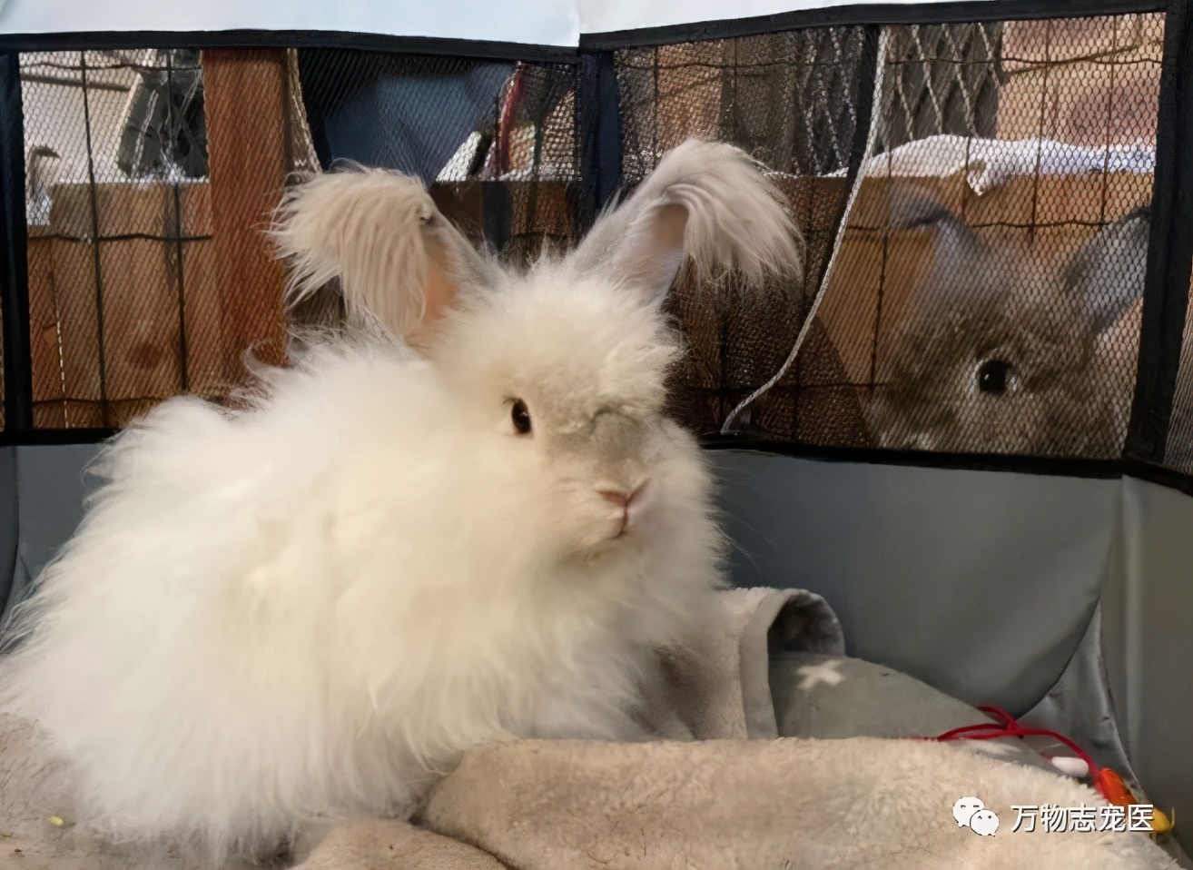 兔子不止爱吃胡萝卜,兔子有只眼睛看不见黑瞳都是白的